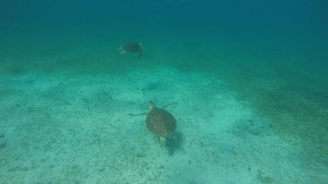 Fajardo: Private Half-Day Boat Charter to Icacos or Palomino