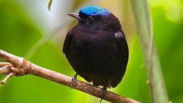 Manuel Antonio Park Guided Tour - Admission Ticket Included