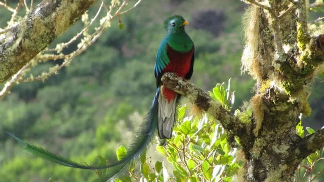 Quetzal: Costa Rica Birdwatching Experience - Los Quetzales