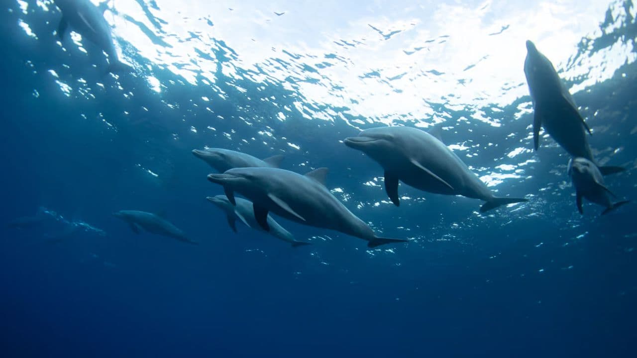 VIP Swim with Dolphins at Ocean World Puerto Plata