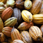 Cocoa Trail & Making of Chocolate Tour from Santo Domingo