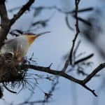 Samana: Bird Watching & Limon Waterfall