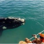 Miches Whales Watching Half Day Experience – Media Luna (Half-Moon).
