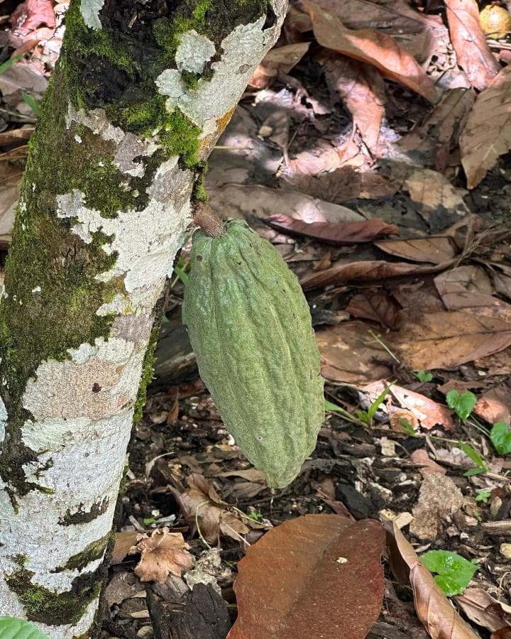 Samana: Yanigua Waterfalls Day Trip from Samaná with Ferry to Sabana de la Mar