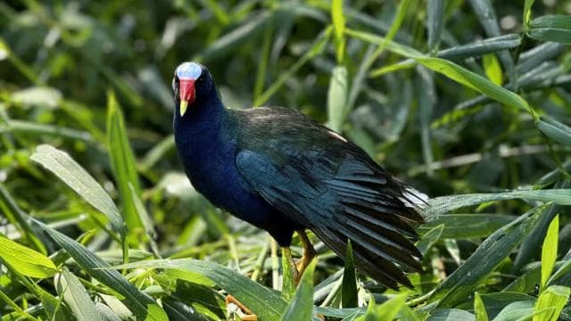 Tortuguero: Tour to the Canals in Tortuguero National Park