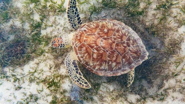 San Juan: Beginner Snorkeling Tour with Turtles and Videos