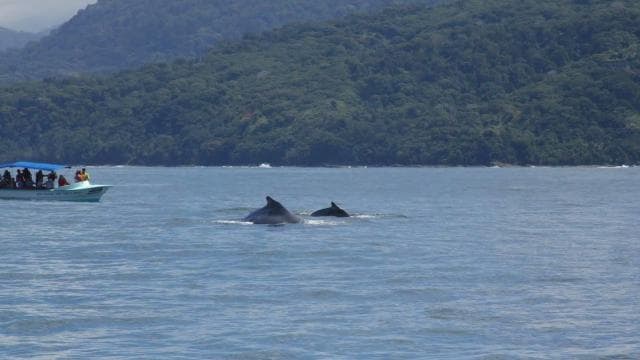 Drake Bay: Dolphin and Whale Watching Tour