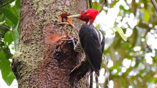 From San Jose: Braulio Carillo National Park Rainforest Tram