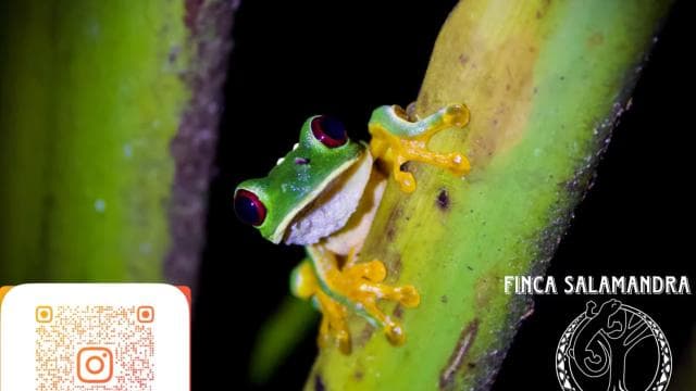 True Jungle Night Tour Manuel Antonio area