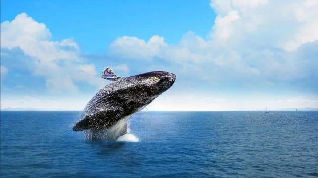 Samana: Whale Watching and Cayo Levantado Full Day Tour