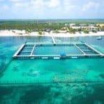Dolphin Swim in Punta Cana – Best 60-min Dolphin Discovery