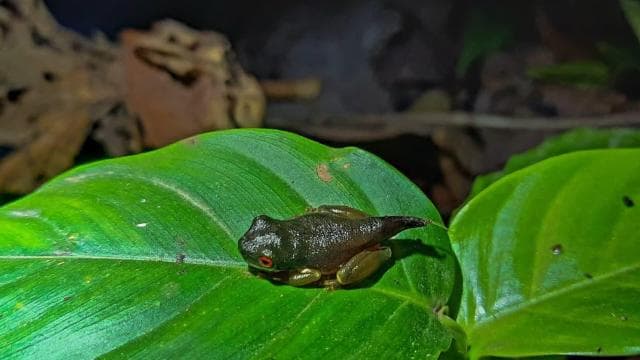 Monteverde: Coffee and Chocolate Tour with Night Hike