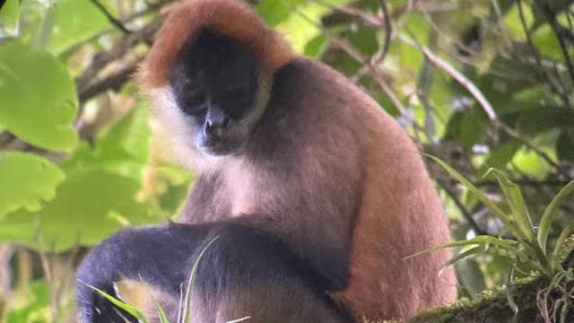 Monteverde cloud forest preserve tours
