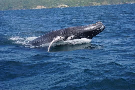 Punta Cana: Miches Whale Watching Catamaran Tour with Snacks