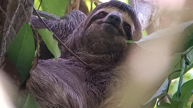 Manuel Antonio National Park, Spotting Animals and plants