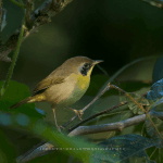 Birding: 4 Days of Bird Watching Dominican Republic