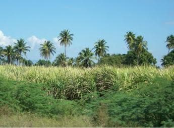 Cabarete: 2-Person Dominican Countryside Buggy Tour