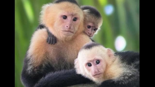 Guided hike through the Manuel Antonio jungle with optical equipment. - Dominican Republic