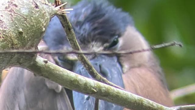 Cahuita: Walking Tour and Wildlife Sightseeing, Tour with Tour Guide