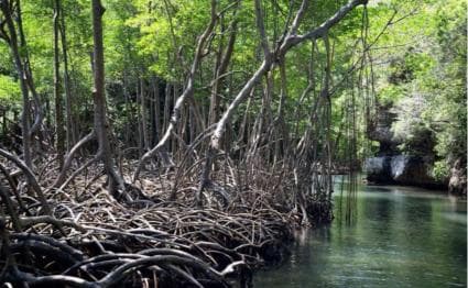 Samana: Los Haitises National Park & Caño Hondo Day Tour