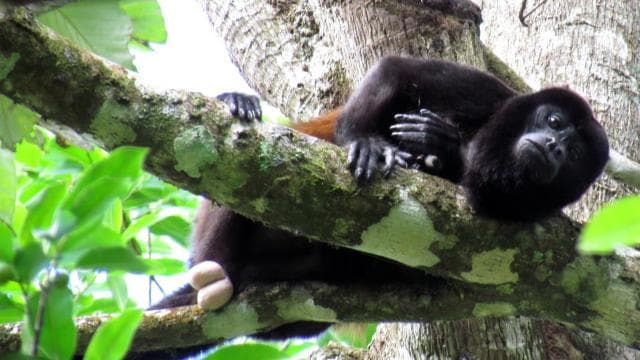 San Jose Costa Rica: Manuel Antonio National Park Tour