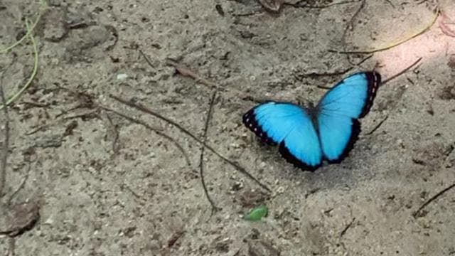 CAHUITA: NATIONAL PARK SNORKELING AND HIKING *CERTIFIED LOCAL TOUR GUIDE*.