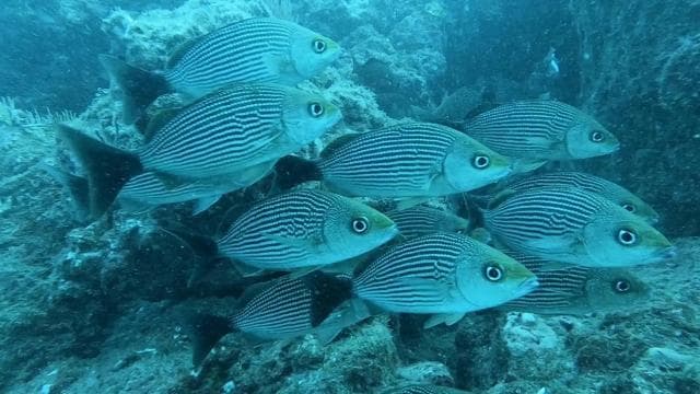 Caño Island Biological Reserve - Snorkeling or Diving