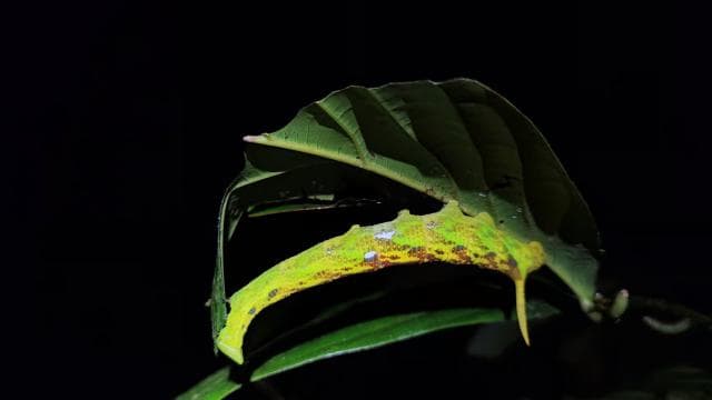 La Fortuna: Arenal Volcano Rainforest Night Tour
