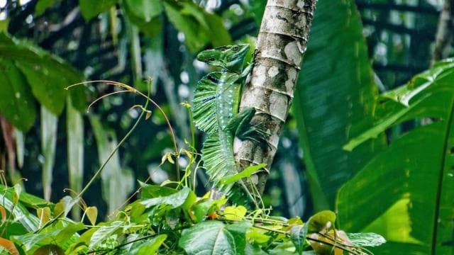 Tortuguero: Day walk in Tortuguero National Park (Jaguar)