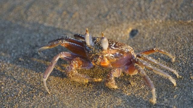 Uvita: Nature Walk at Marino Ballena National Park - Dominican Republic