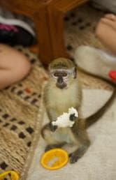 Punta Cana: Interactive Experience at Monkey House