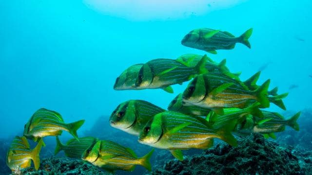 Guanacaste: Discover Scuba Dive Day in Papagayo Gulf