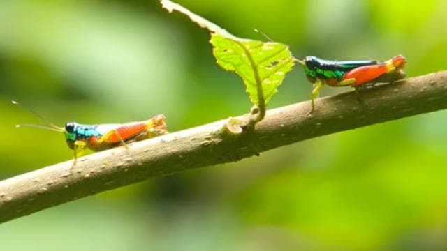 Manuel Antonio Park Guided Tour - Admission Ticket Included