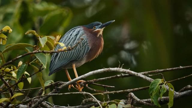 Tortuguero: Canoe Adventure Tour