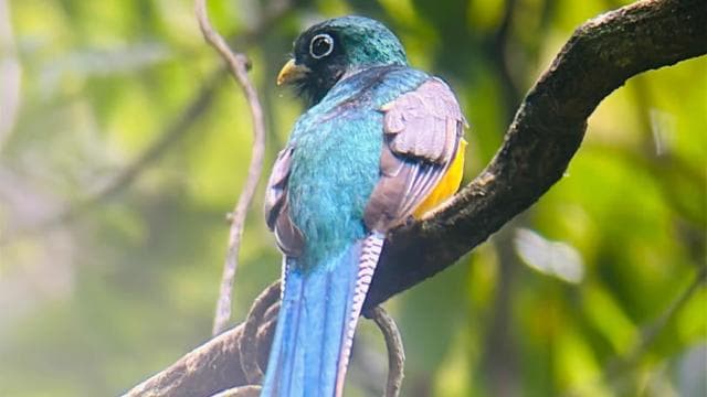 Guided hike through the Manuel Antonio jungle with optical equipment.