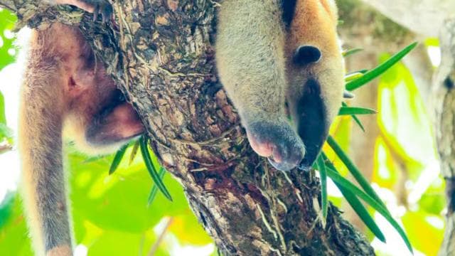 Drake Bay: Corcovado National Park and Sirena Station Tour
