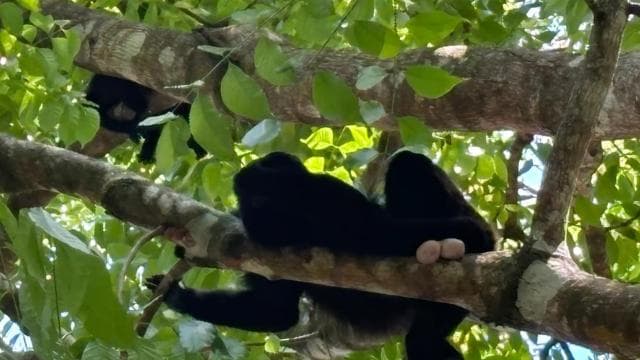 Capuchin Monkey and Wildlife Rescue Center Full "COMBO"