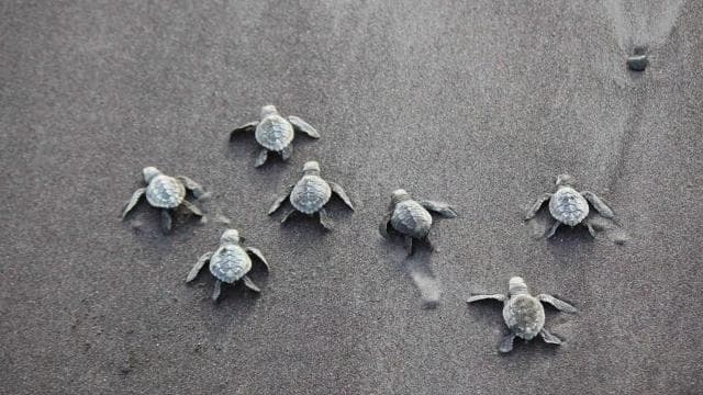 Tamarindo: Turtle Nesting Tour Tamarindo, Guanacaste, CR