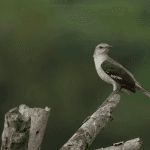 Punta Cana: Bird Watching at Punta Cana Foundation Area