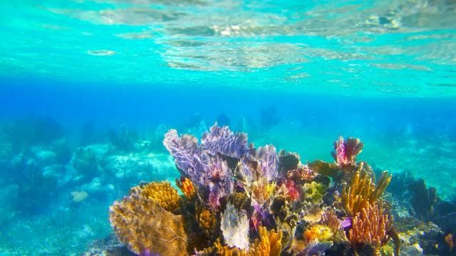 LICENSED Two-Hour Snorkeling Adventure Cahuita National Park