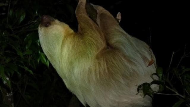Monteverde Cloud Forest Night Walking Tour – Explore Nocturnal Wildlife