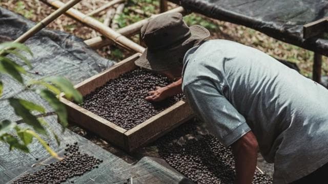 Monteverde: Coffee, Sugar Cane, and Chocolate Tour