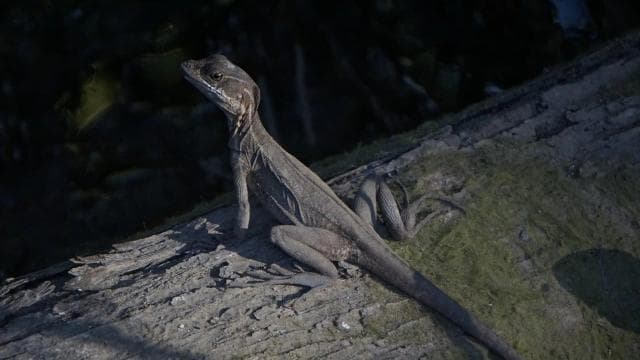 Uvita: Nature Walk at Marino Ballena National Park