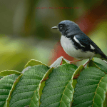 Private Birding Tours of the Dominican Republic
