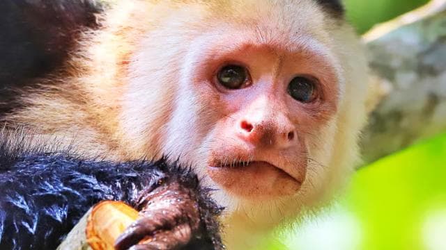 2-Hour Kayak Tour in Quepos Mangroves – See Monkeys & Sloths