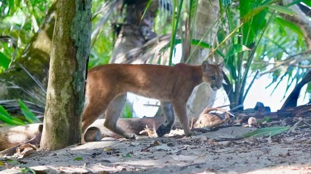 Corcovado National Park, San Pedrillo Station, 1-day hike