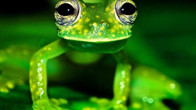 Drake Bay: Wildlife Tour at Night with Naturalist Guide