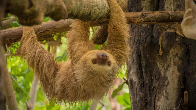 Guanacaste: Diamante Adventure Park All-Day Adventure Pass