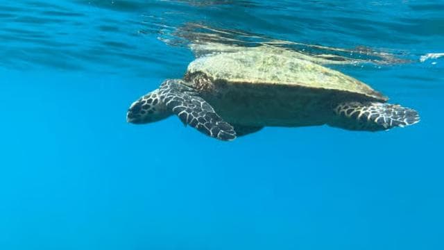 Uvita: Snorkeling in Caño Island