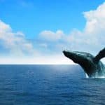 Luxury Whale Watching Experience – Samaná, Dominican Republic